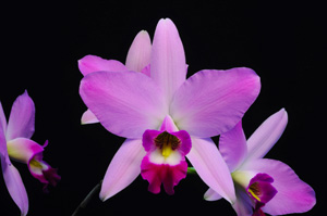 Laelia anceps Mono Lake AM 80 pts